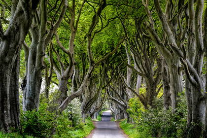 Aleja Dark Hedges w Irlandii Północnej.