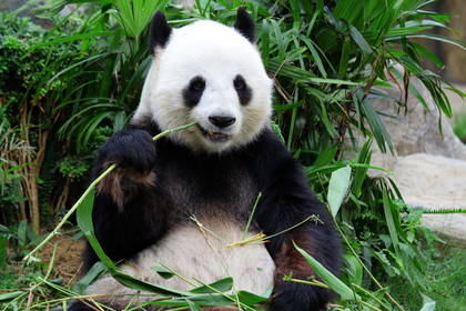 Panda wielka siedzi i je bambus.
