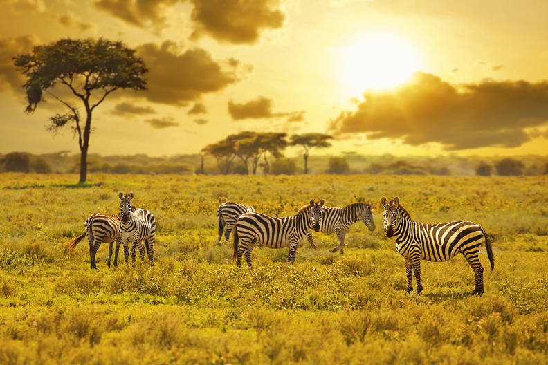 Kenia i Tanzania - W poszukiwaniu źródeł Nilu