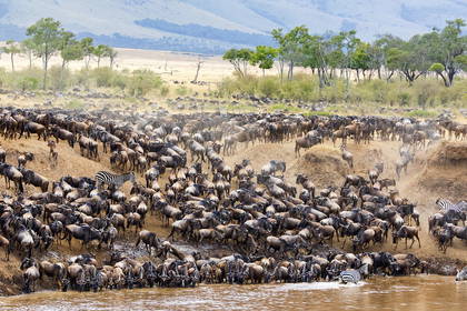 Wielka migracja: stado gnu i zebr przeprawia się przez rzekę w Masai Mara.