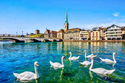 Białe łabędzie pływają w rzece Limmat w Zurychu. W tle widać Stare Miasto, wieżę kościoła Fraumünster i most.