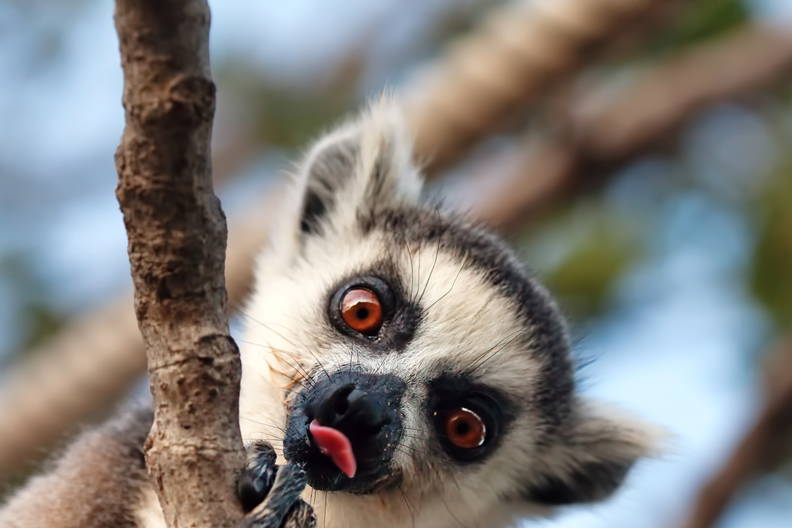 Natura Lemura