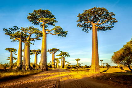 Aleja Baobabów z drogą pośrodku, Madagaskar.