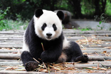Panda siedzi na drewnianej podłodze i je bambusa.