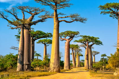 Aleja Baobabów na Madagaskarze z widocznymi, charakterystycznymi drzewami.