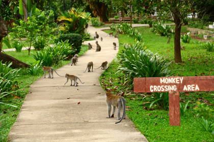 Małpy przechodzą przez przejście dla pieszych w parku oznaczonym znakiem "Monkey Crossing Area".