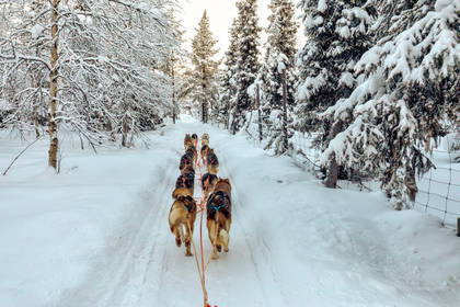 Zaprzęg psów husky biegnie po śnieżnym lesie.