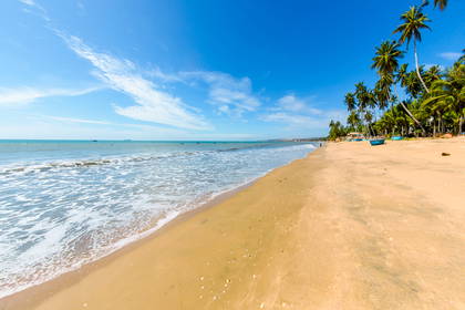 Plaża z palmami i łodziami rybackimi na brzegu.
