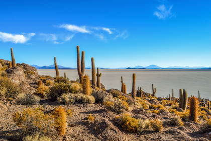 Krajobraz Salar de Uyuni z kaktusami na pierwszym planie i górami w tle.