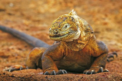 Żółta iguana lądowa wygrzewa się na skale.