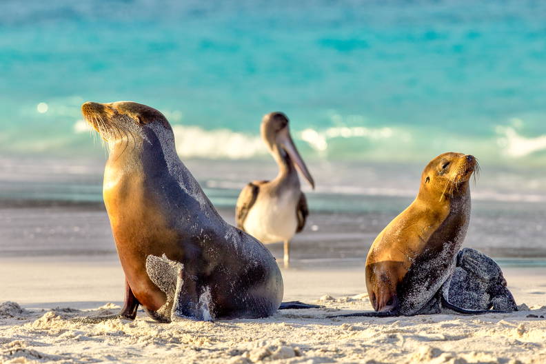 Galapagos - Gala zwierząt