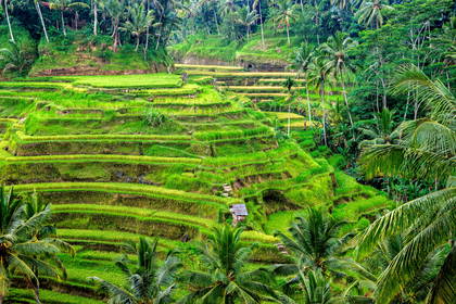 Taras ryżowy Tegalalang na Bali z palmami.