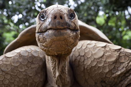 Żółw Aldabra z bliska.