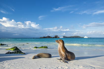 Dwa lwy morskie odpoczywają na plaży na Galapagos.