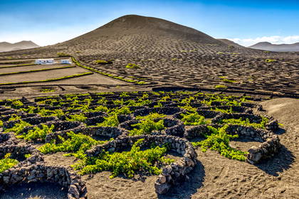 Winnice w zagłębieniach na wulkanicznej La Gerii, Lanzarote.