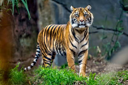 Tygrys bengalski na trawie.