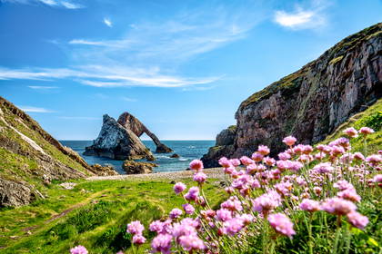 Skalisty klif z różowymi kwiatami. W tle Bow Fiddle Rock.