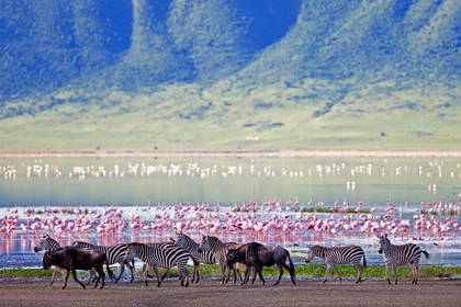 Zebra i gnu na tle jeziora z flamingami w kraterze Ngorongoro.