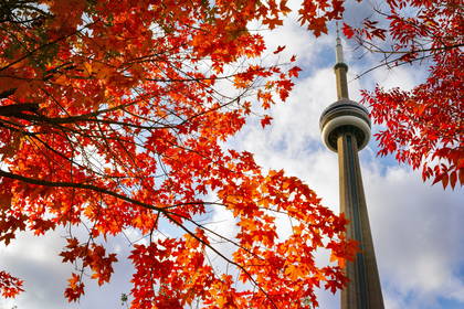 Jesienne liście na tle wieży CN Tower.