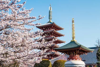 Pagoda świątyni Sensō-ji w Tokio na tle kwitnącej wiśni.