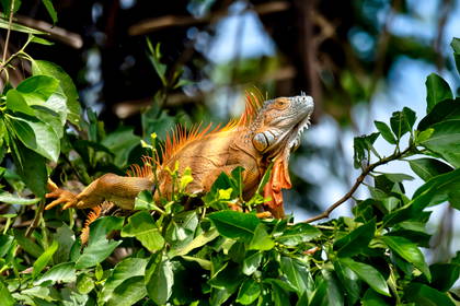 Iguana siedzi na zielonych liściach.