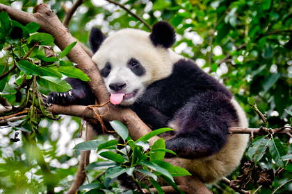 Śpiąca panda na drzewie.
