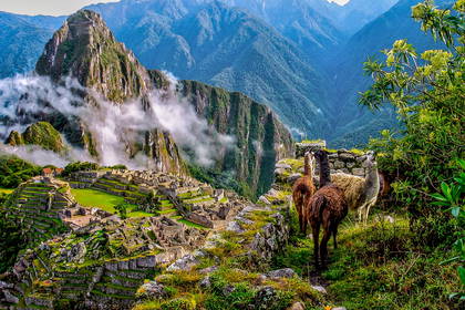 Machu Picchu z lamami na pierwszym planie.