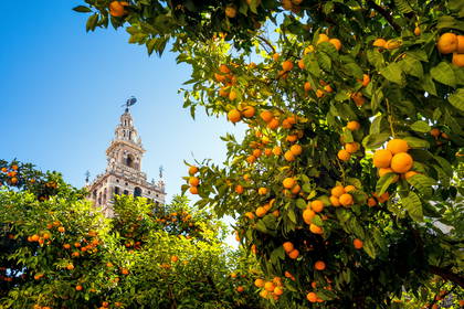 Giralda w Sewilli widziana zza drzew pomarańczowych.
