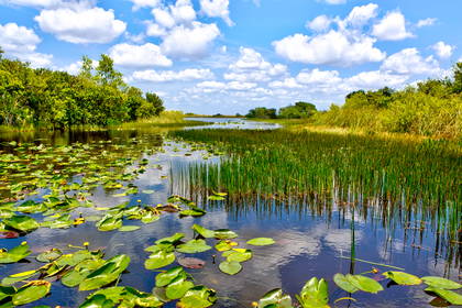 Krajobraz Everglades: woda, roślinność i błękitne niebo.