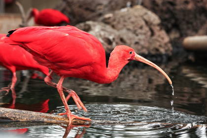 Szkarłatny ibis brodzi w wodzie.
