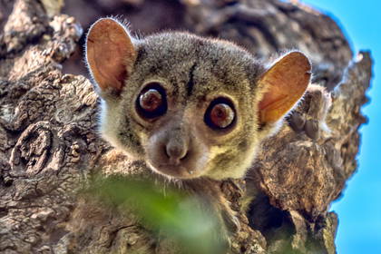 Lemur karłowaty z dużymi oczami wygląda zza pnia drzewa.