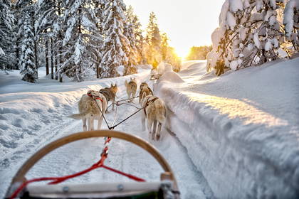 Zaprzęg psów husky ciągnie sanie przez ośnieżony las.