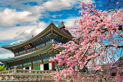 Pałac Changdeokgung w Seulu otoczony kwitnącymi wiśniami.