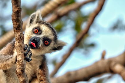 Lemur trzyma się gałęzi i wystawia język.