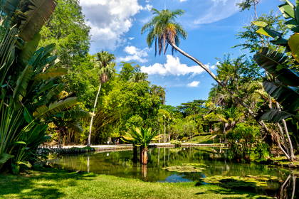 Ogród botaniczny w Rio de Janeiro z jeziorem i bujną roślinnością.