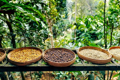 Kawa Kopi Luwak w bambusowych koszyczkach na tle tropikalnej roślinności.