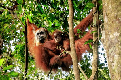 Orangutan z młodym na drzewie.