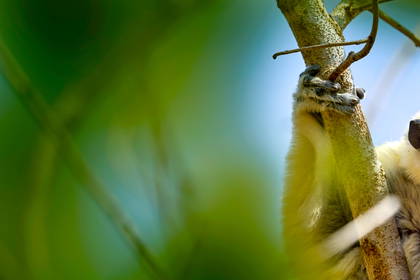 Lemur Coquerela siedzi na drzewie i je liście.